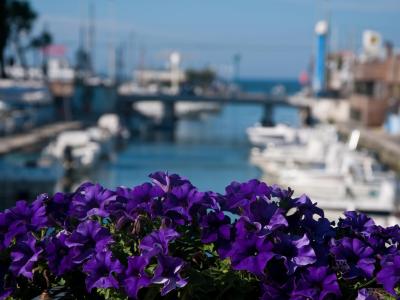 Fiori viola in primo piano con sfondo di porto.