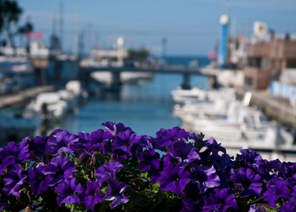 Fiori viola in primo piano con sfondo di porto.